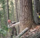 LumberJack.webp LumberJack.webp